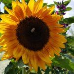 Ganze-Sonnenblume-mit-Biene