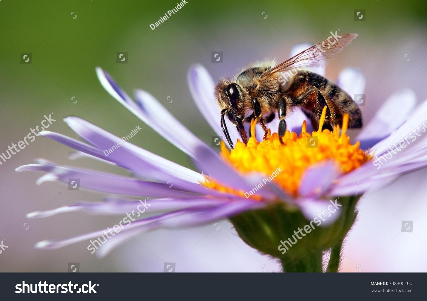 Bienen Mieten erhöht die Reputation von Unternehmen